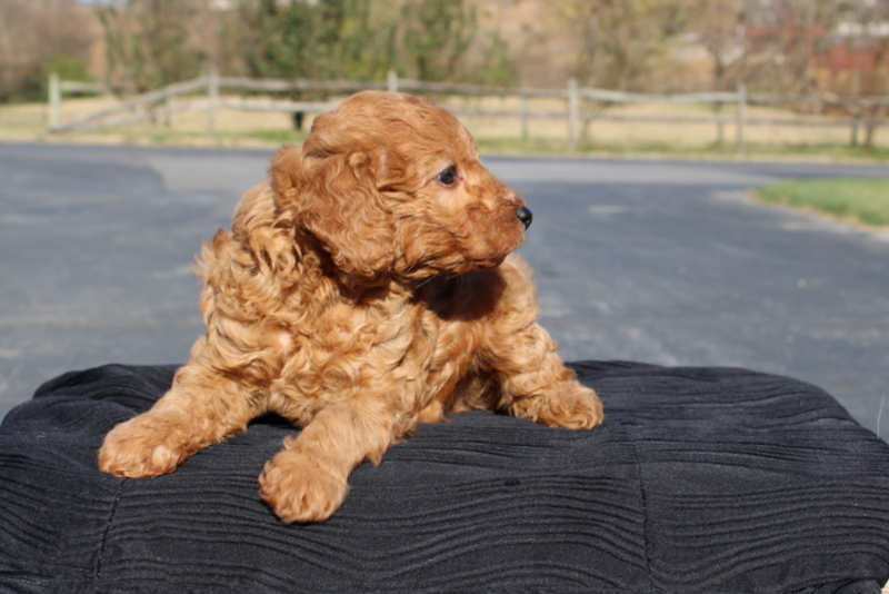 puppy, for, sale, Mini Poodle, Matthew B. Stoltzfus, dog, breeder, Gap, PA, dog-breeder, puppy-for-sale, forsale, nearby, find, puppyfind, locator, puppylocator, aca